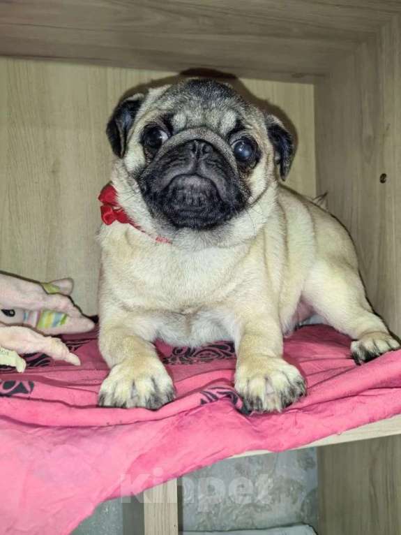 Собаки в Новосибирске: Девочка подросток 6 месяцев Девочка, 25 000 руб. - фото 1