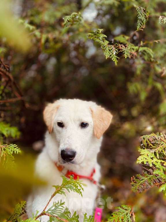 Собаки в других городах Московской области: Дэми якутенок Девочка, Бесплатно - фото 5