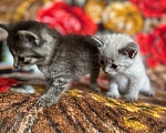 Кошки в Краснослободске: Нюша Девочка, 5 руб. - фото 2