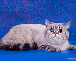 Кошки в Саратове: Котики фолдики, 15 000 руб. - фото 10
