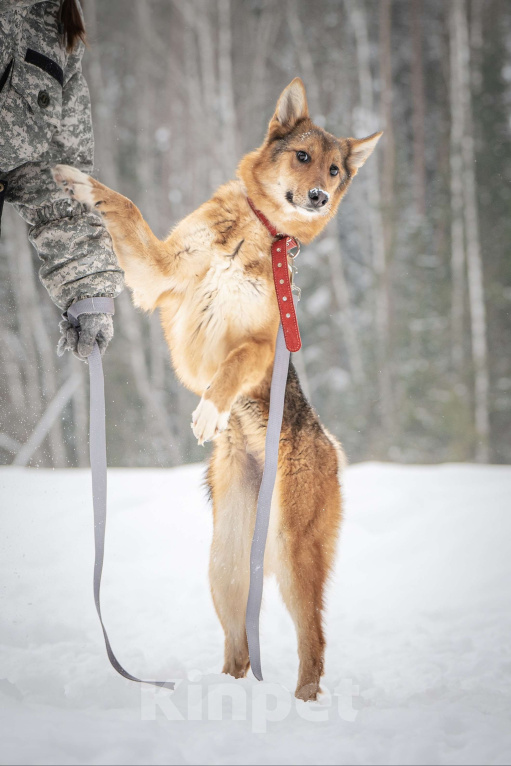 Собаки в Клине: Миндаль — милая карамельная очаровашка, которая ждёт своего Человека Девочка, Бесплатно - фото 6