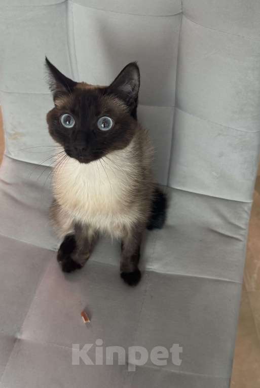 Кошки в Иркутске: Отдам кошку в добрые руки Девочка, 1 руб. - фото 1