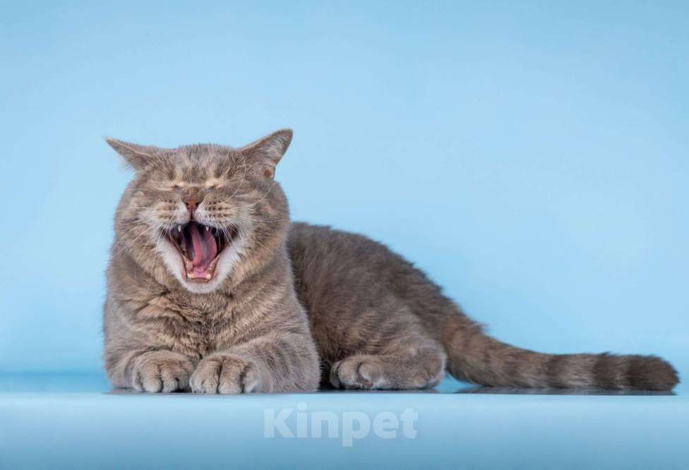 Кошки в Москве: Нежный ласковый котик Митенька в добрые руки Мальчик, Бесплатно - фото 8