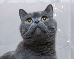 Кошки в Москве: Британский кот Оксфорд ищет дом Мальчик, Бесплатно - фото 1