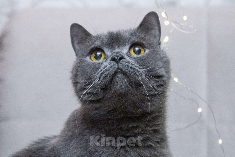 Кошки в Москве: Британский кот Оксфорд ищет дом Мальчик, Бесплатно - фото 1