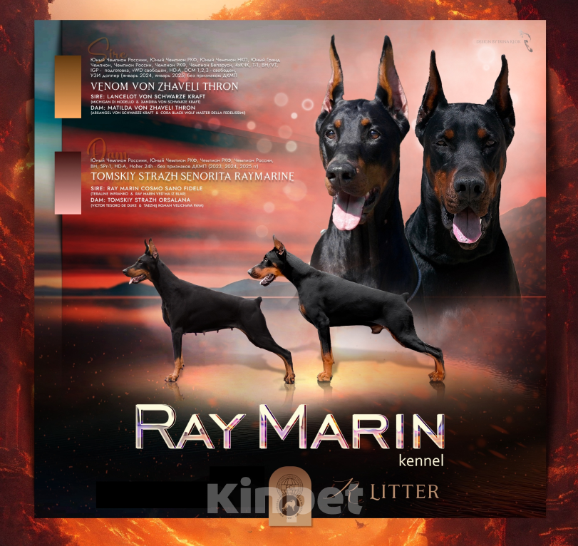 Собаки в Москве: Щенок добермана, девочка Девочка, 100 000 руб. - фото 8