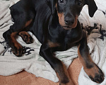 Собаки в Нижнем Новгороде: Щенки добермана  Девочка, 30 000 руб. - фото 3