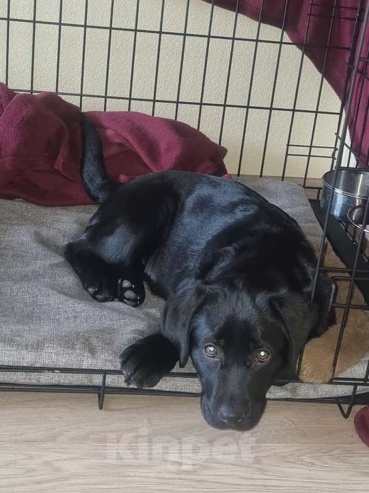 Собаки в Москве: Лабрадор-ретривер, щенок Девочка, 45 000 руб. - фото 1