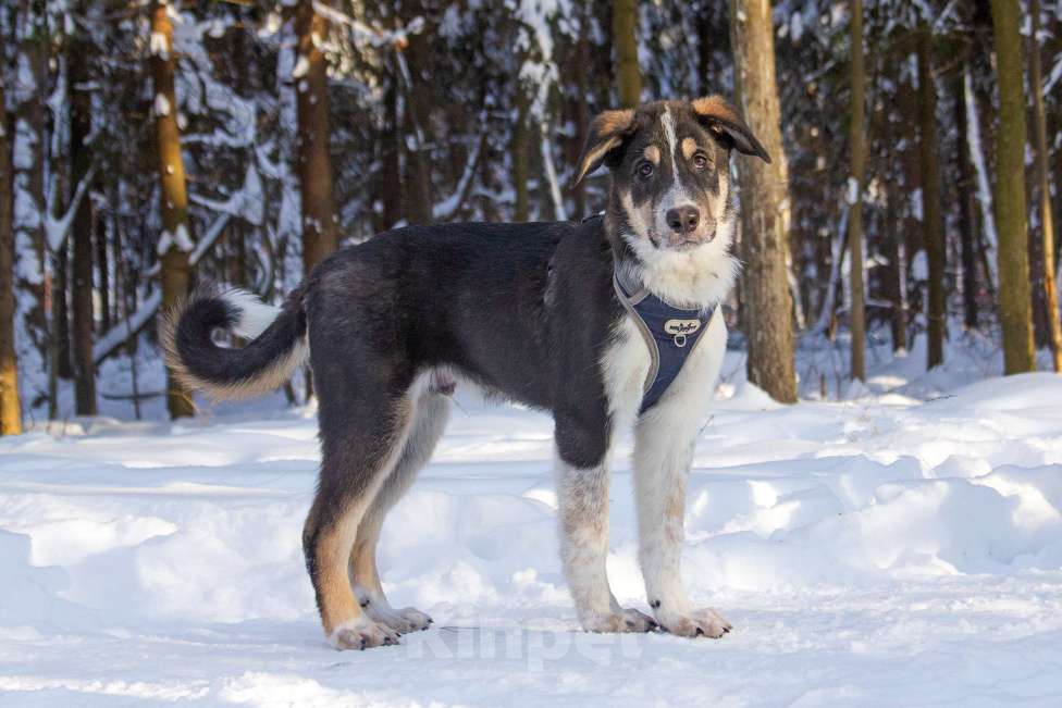 Собаки в Москве: Щенок Алабая в добрые руки  Мальчик, Бесплатно - фото 6