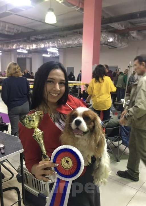 Собаки в Москве: Щенок (сука) кавалер кинг чарльз спаниэль Девочка, 135 000 руб. - фото 5