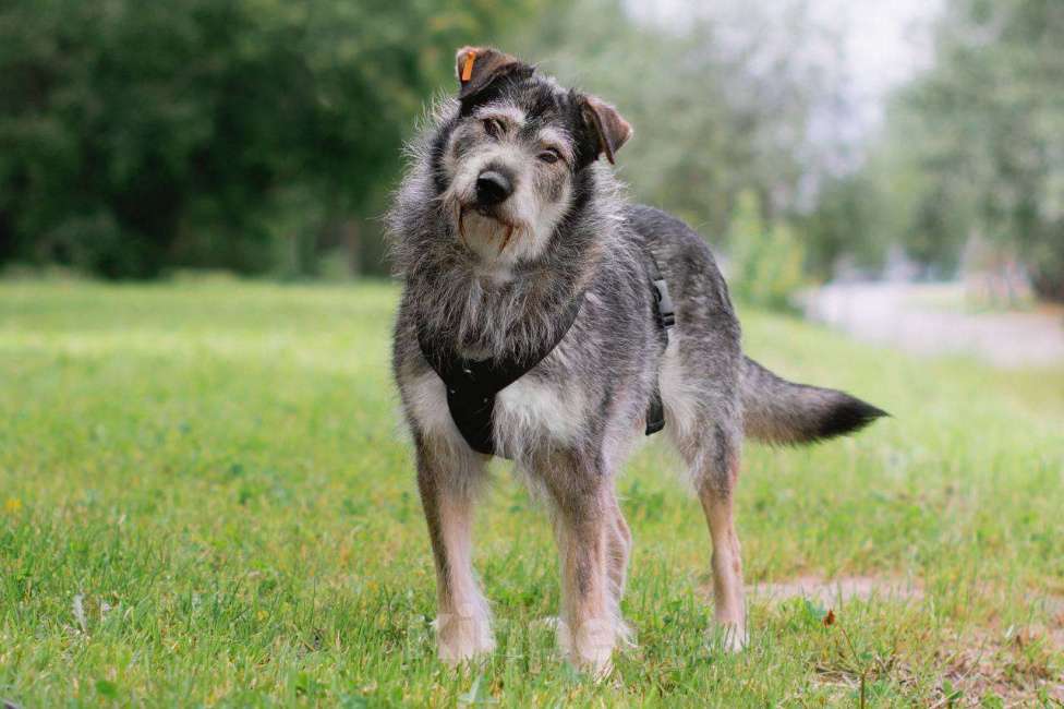 Собаки в Москве: Пальма ищет семью Девочка, Бесплатно - фото 2