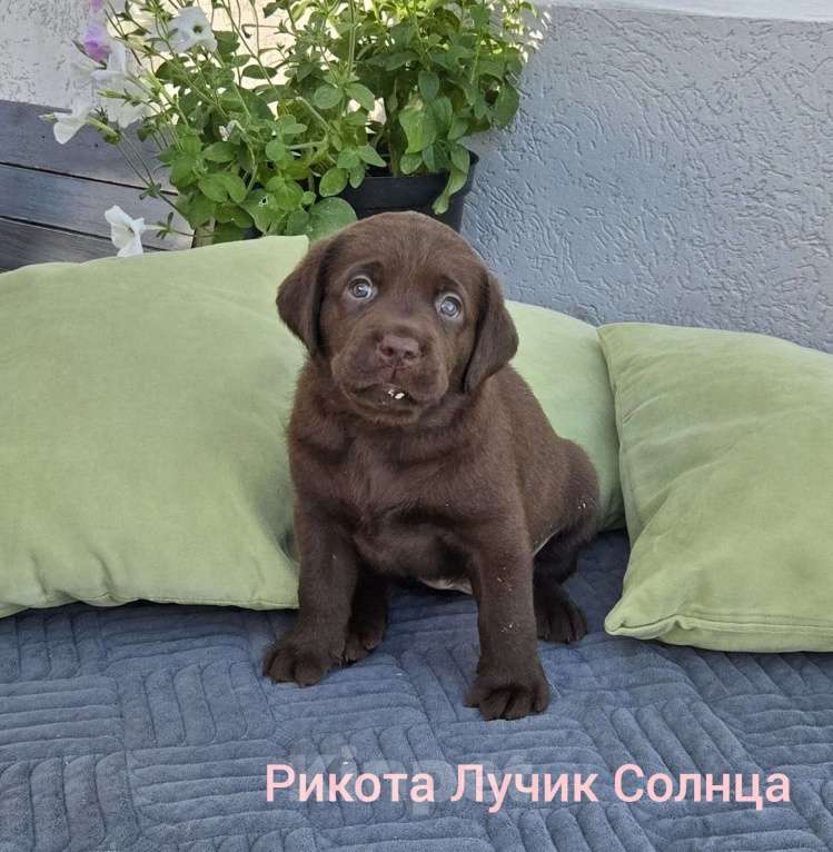 Собаки в других городах Краснодарского края: Рикота лучик солнца от пары чемпионов 🏆 Девочка, Бесплатно - фото 3