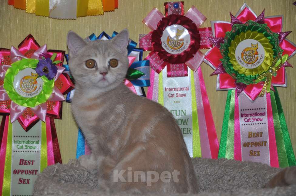 Кошки в Москве: Скоттиш-страйт Девочка, 8 000 руб. - фото 2