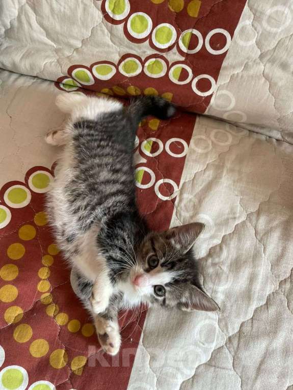 Кошки в Санкт-Петербурге: Забавная малютка Наточка Девочка, Бесплатно - фото 2