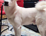 Собаки в Москве: Великолепный Плюш, красивый домашний пес  в добрые руки Мальчик, 10 руб. - фото 1