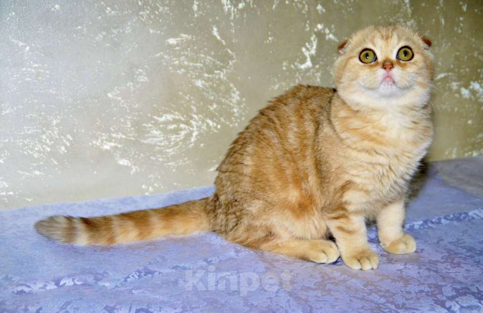 Кошки в Москве: Золотая мраморная шиншилла  Девочка, 40 000 руб. - фото 2