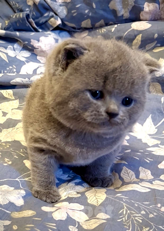 Кошки в Москве: Британские элитные котята  Мальчик, Бесплатно - фото 4