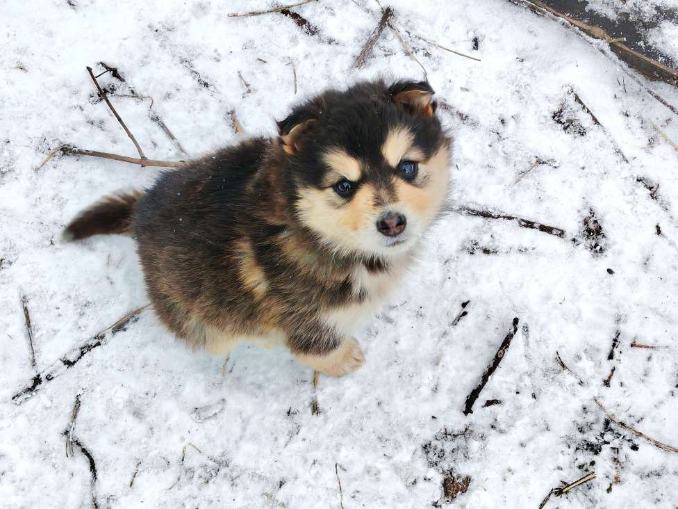 Собаки в Кемерово: Отдам щенков в добрые руки! Девочка, 10 руб. - фото 3