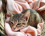 Кошки в Москве: Котята - девочки ищут дом! Девочка, Бесплатно - фото 7