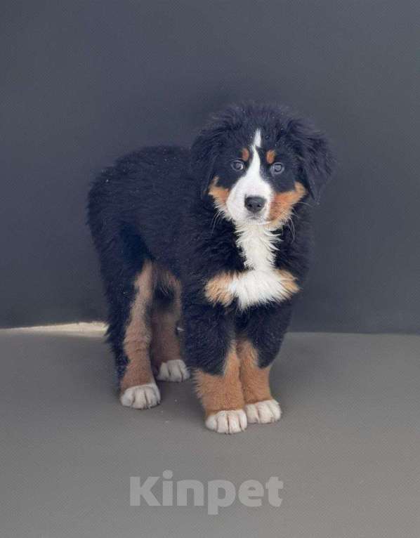 Собаки в Челябинске: Щенки бернского зенненхунда Девочка, Бесплатно - фото 1