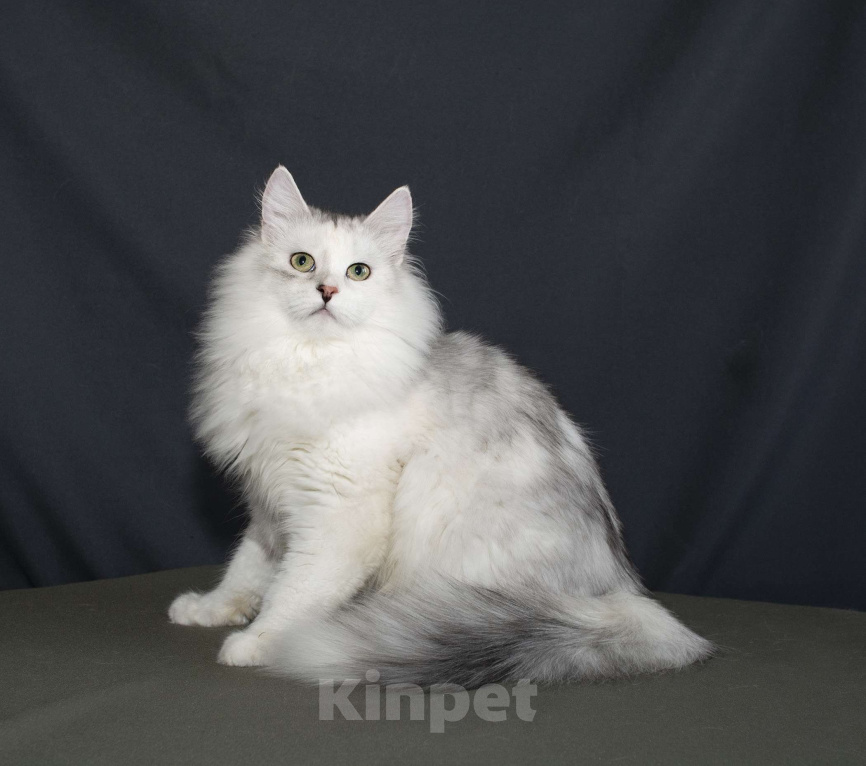 Кошки в Нижнем Новгороде: Сибирская серебристая девочка Девочка, Бесплатно - фото 1