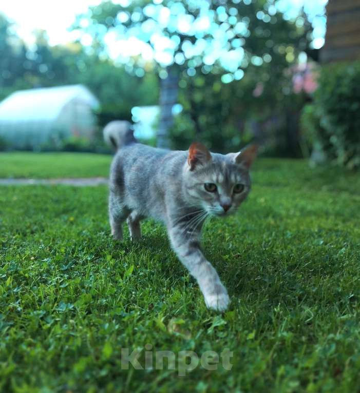 Кошки в других городах Ленинградской области: Кошечка Дюльсинея нуждается в доме Девочка, Бесплатно - фото 10
