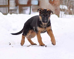 Собаки в Твери: подрощенные щенки неемецкой овчарки Девочка, 60 000 руб. - фото 2