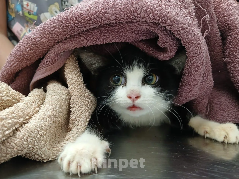 Кошки в Москве: Кошечка в добрые руки Девочка, Бесплатно - фото 5