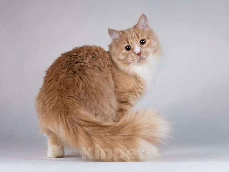 Кошки в Москве: Мурчик - самый ласковый, дружелюбный и контактный котик.  Мальчик, Бесплатно - фото 9