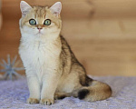 Кошки в Владивостоке: Британский котенок. Золотая девочка Девочка, 50 000 руб. - фото 3