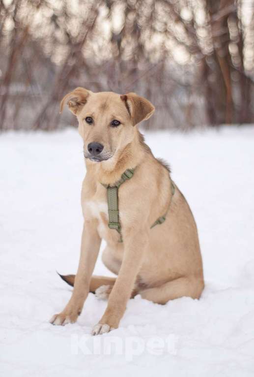 Собаки в Москве: Общительный дружелюбный Твикс в добрые руки Мальчик, Бесплатно - фото 2
