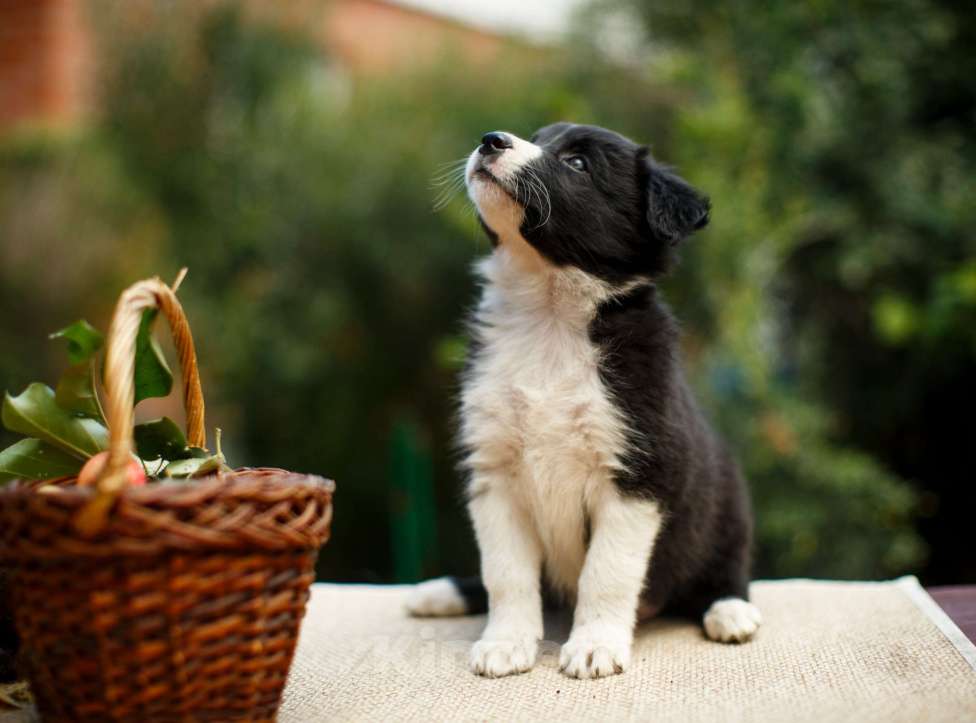 Собаки в Новосибирске: Щенок Бордер Колли  Девочка, Бесплатно - фото 4