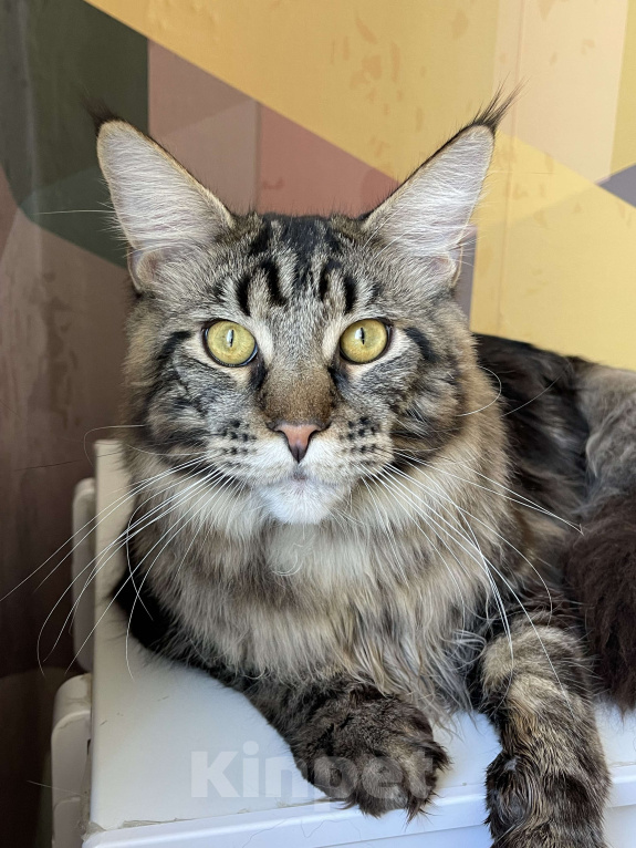 Кошки в Москве: Хичкок Мальчик, 80 000 руб. - фото 2