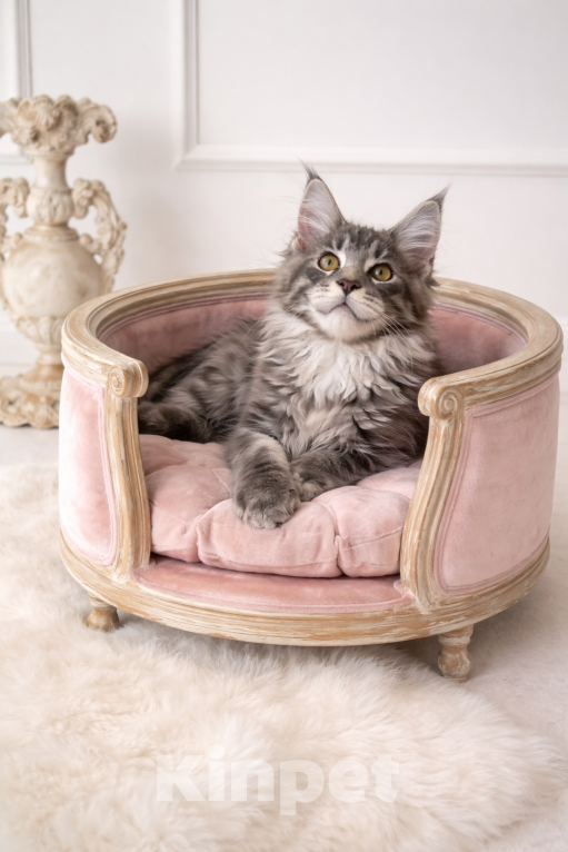 Кошки в Рязани: Котята Мейн-Кун, чистопородный из питомника Мальчик, 80 000 руб. - фото 1