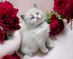 Кошки в Москве: Рэгдолл невероятной красоты Мальчик, 80 000 руб. - фото 1