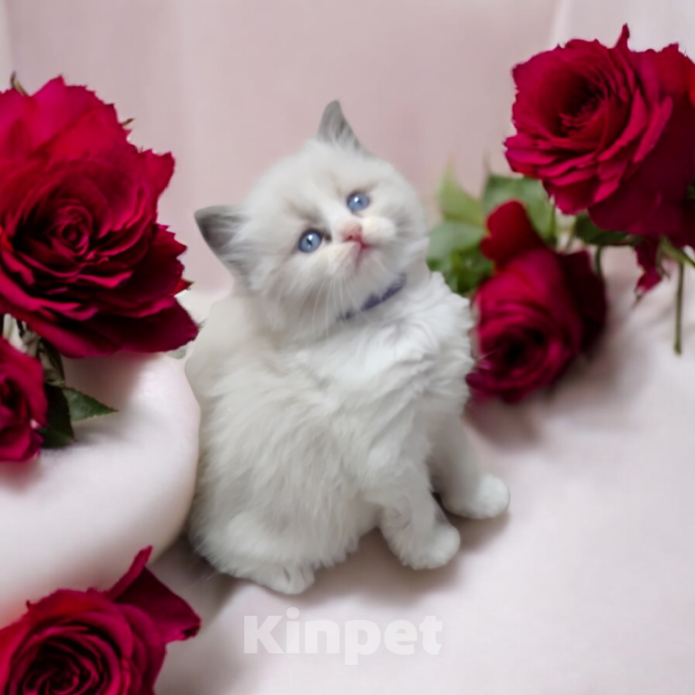 Кошки в Москве: Рэгдолл невероятной красоты Мальчик, 80 000 руб. - фото 1