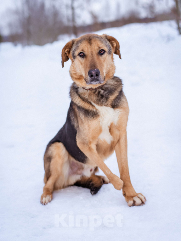 Собаки в Москве: Активный, жизнерадостный особенный мальчишка Мальчик, Бесплатно - фото 3