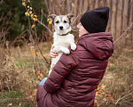Собаки в Москве: Малышка из приюта в добрые руки Девочка, Бесплатно - фото 4