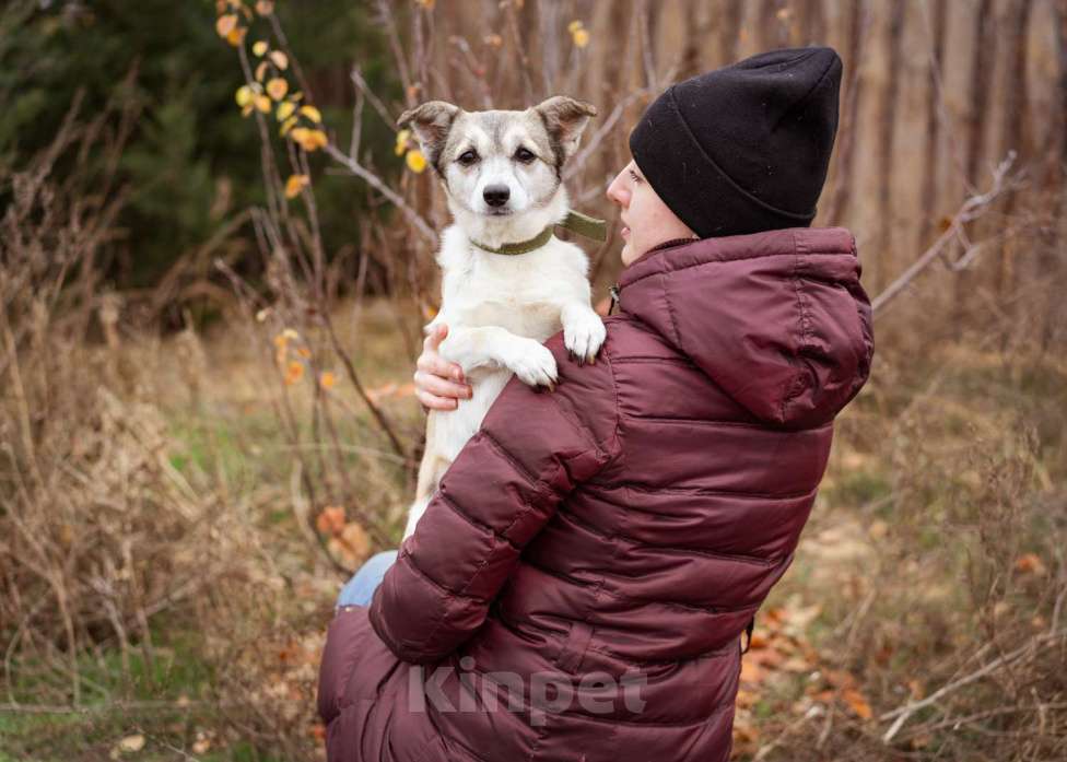Собаки в Москве: Малышка из приюта в добрые руки Девочка, Бесплатно - фото 4