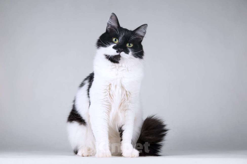 Кошки в Москве: Большой добрый кот по имени Мальчик Мальчик, 1 руб. - фото 5