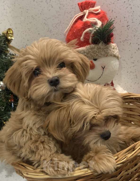 Собаки в Санкт-Петербурге: Мальтипу ф1 мальчик Мальчик, 80 000 руб. - фото 2