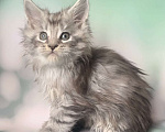 Кошки в Санкт-Петербурге: Котик мейн кун чёрный мраморный серебряный Мальчик, 40 000 руб. - фото 1