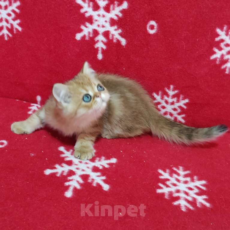 Кошки в Москве: Золотой мраморный котик Мальчик, 3 000 руб. - фото 6