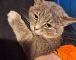 Кошки в Москве: Ласковый и нежный молодой котик Толик в добрые руки Мальчик, 10 руб. - фото 1