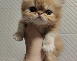 Кошки в Балашихе: Продажа котят Мальчик, 20 000 руб. - фото 1