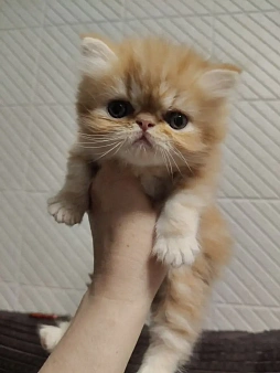 Продажа котят