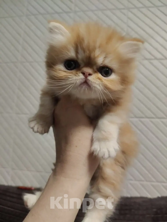Кошки в Балашихе: Продажа котят Мальчик, 20 000 руб. - фото 1