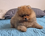Собаки в Санкт-Петербурге: Продажа щенков. Померанский шпиц Мальчик, 50 000 руб. - фото 9