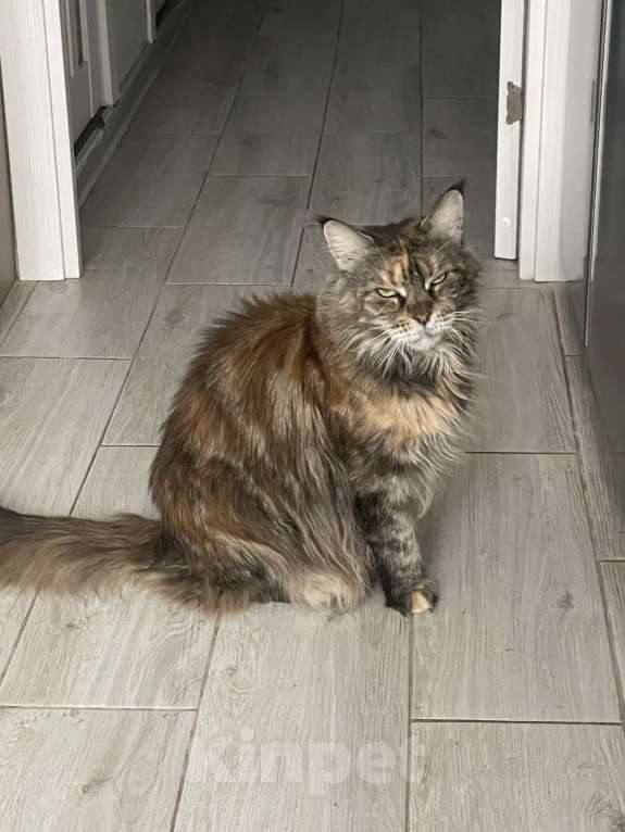 Кошки в Балашихе: Отдам в добрые руки  Девочка, Бесплатно - фото 2