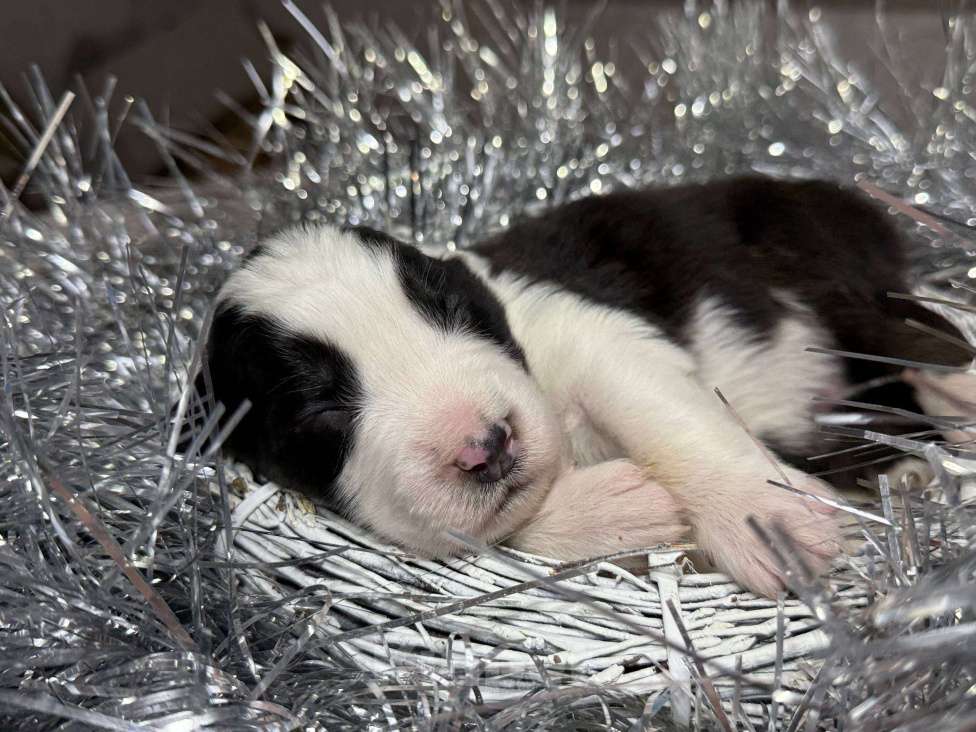 Собаки в других городах Московской области: Зеро, красивый триколор  Мальчик, 100 000 руб. - фото 6